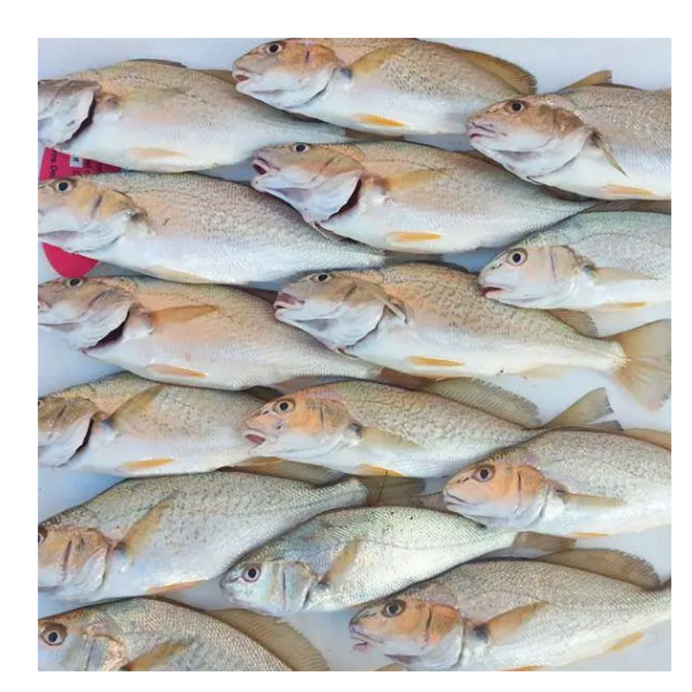 Frozen Croaker Fish Size 8-16 per Lbs - 25lbs