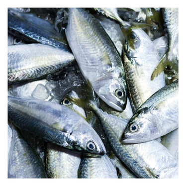 Frozen Whole Mackerel 400-600 per Lbs