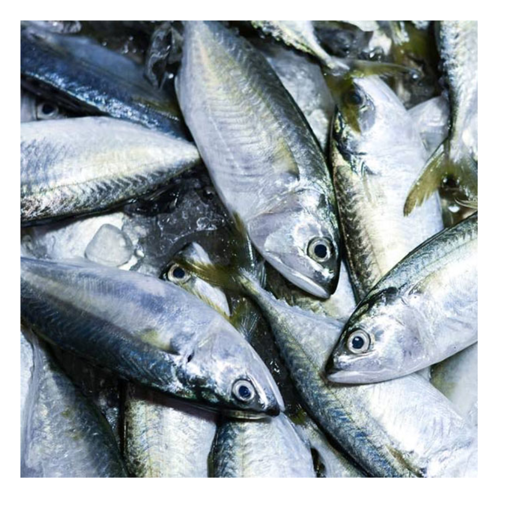 Frozen Whole Mackerel 400-600 per Lbs