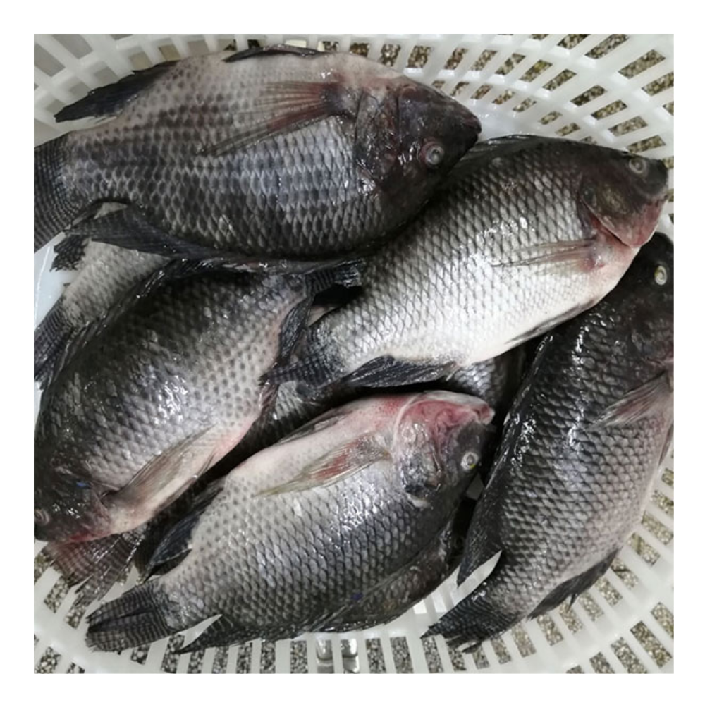 Frozen Whole Tilapia Size 750-950 - 40Lbs