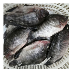 Frozen Whole Tilapia Size 950 Plus - 40Lbs