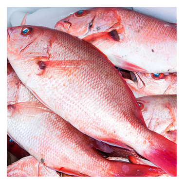 Red Snapper size 1/2Lbs to 3/4Lbs – 10lbs