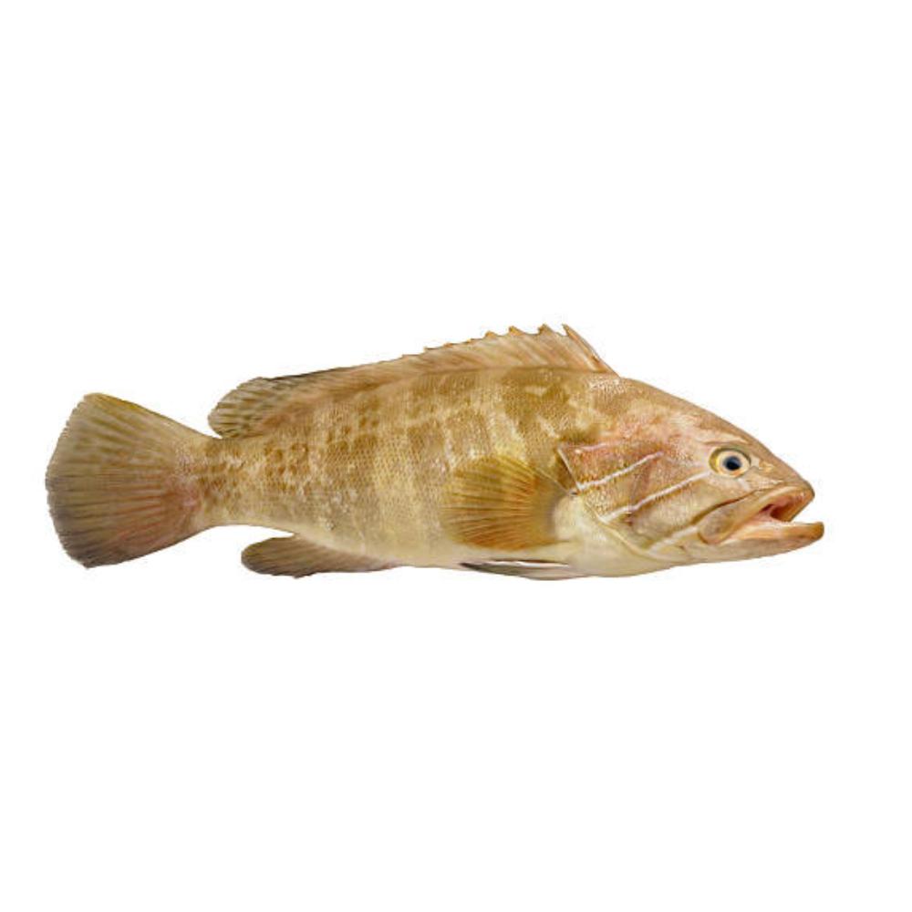 Whole Grouper Fish 6Lbs to 11Lbs – per Lbs