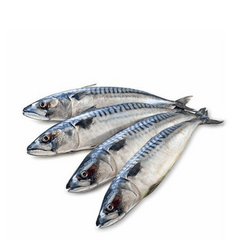 Whole King Fish per Lbs