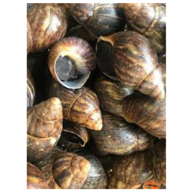 Frozen Snails - 1lbs
